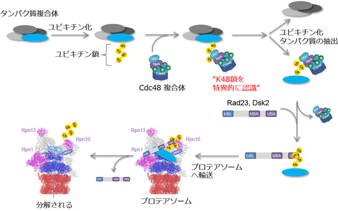 プロテアソーム タンパク質分解経路