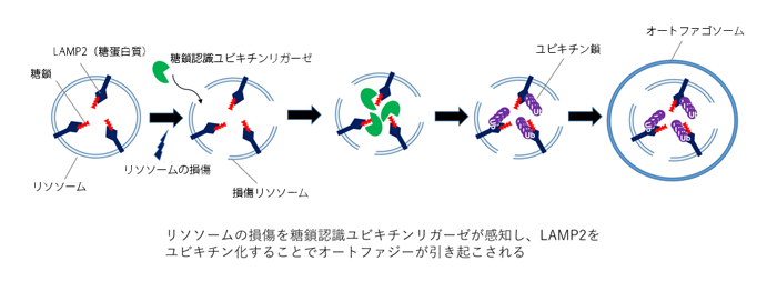 リソソームの損傷を糖鎖認識ユビキチンリガーゼが感知し、LAMP2をユビキチン化することでオートファジーが引き起こされる