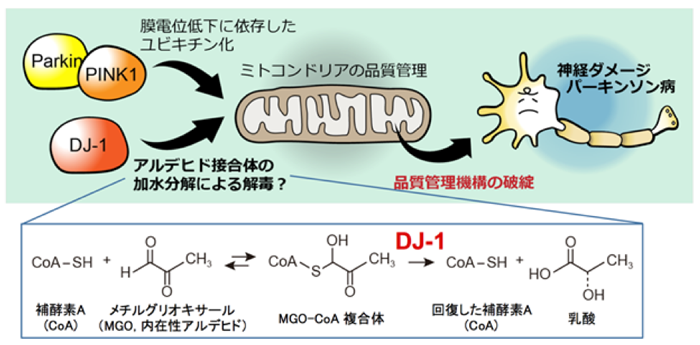 通常時には、DJ-1が内在性のアルデヒドであるメチルグリオキサールと反応した補酵素Aを分解して、無害な乳酸と正常な補酵素Aに戻しています(下半分図)。しかしながら、DJ-1の遺伝子変異などでこの反応が破綻すると、メチルグリオキサールが蓄積したり正常な補酵素Aが減少したりして、ミトコンドリアの機能が低下して、パーキンソン病の発症に至ると予想されます(上半分図)。