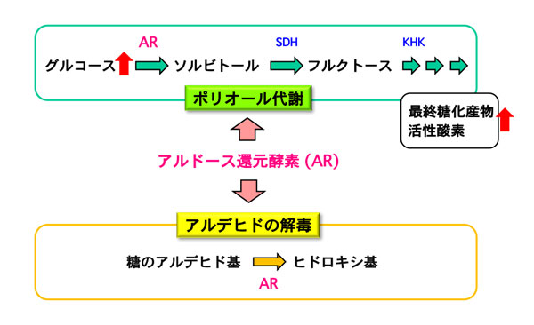 ARはポリオール代謝の最初の酵素として、過剰なグルコースをソルビトールに変換します。高血糖に伴うポリオール代謝の活性化は最終糖化産物や活性酸素の増加をもたらし、糖尿病性末梢神経障害を引き起こす一因と考えられています。一方、ARは糖のアルデヒド基をヒドロキシ基に還元することにより、毒性の高いアルデヒドの解毒を担っています