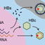 B型肝炎ウイルス 新規感染経路