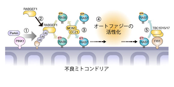 図2.本研究で明らかになったオートファジー活性化の仕組み