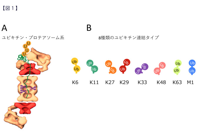 図1.今回開発したユビキチン鎖の長さ決定法