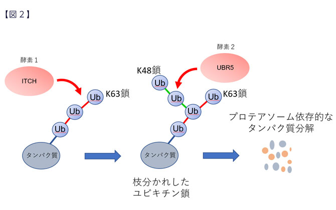図2. p97によるユビキチン鎖長制御のモデル