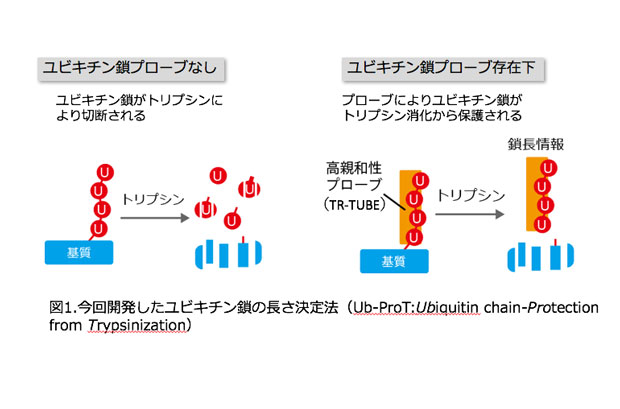 図1.今回開発したユビキチン鎖の長さ決定法