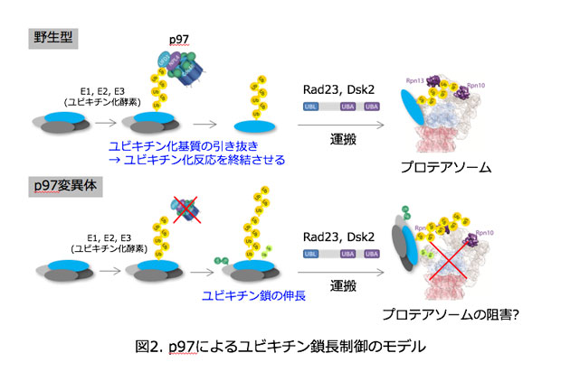 図2. p97によるユビキチン鎖長制御のモデル