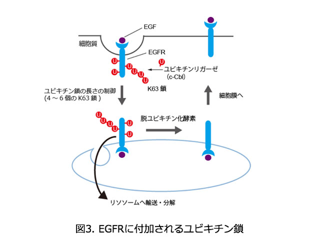 図3. EGFRに付加されるユビキチン鎖