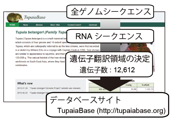 TupaiaBase