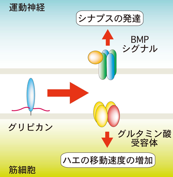 飢餓状態の時、グリピカンはグルタミン酸受容体の量やBMPシグナルの強さを調節し、シナプスの数やハエの移動速度が増加することで、より早く餌を見つけられるようになる