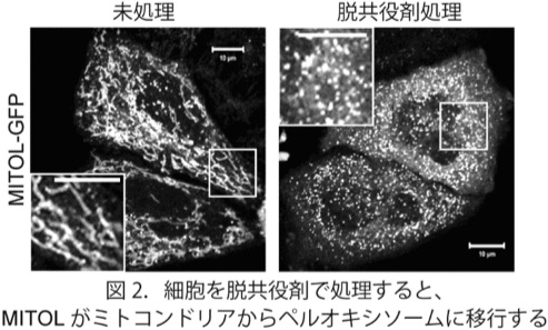 図2.細胞を脱共役剤で処理するとMITOLがミトコンドリアからペルオキシシームに移行する