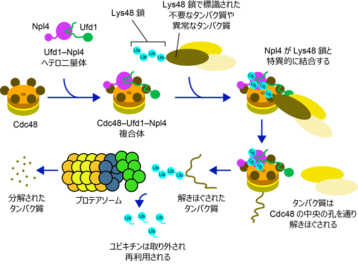 プロテアソームによるタンパク質分解におけるCdc48のはたらき 図1