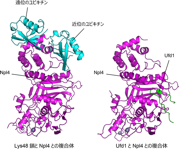 Lys48鎖とNpl4との複合体（左）、
Ufd1とNpl4と複合体（右）の結晶構造
