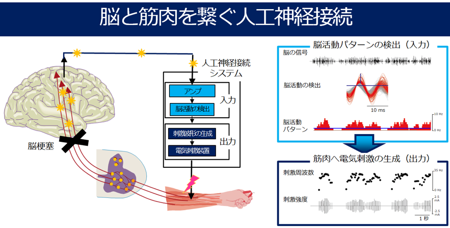 図1.脳と筋肉を繋ぐ人工神経接続システム