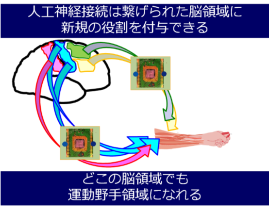 人工神経接続システムによる脳への新しい運動機能の付与