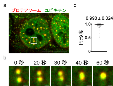 図1. プロテアソーム液滴の観察