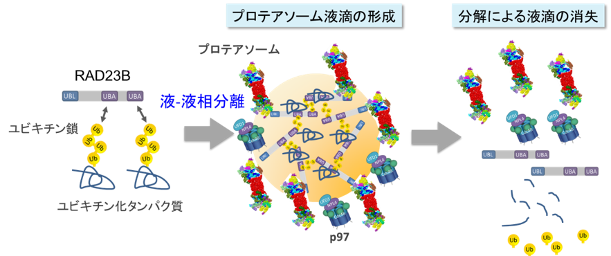 図2. 液－液相分離を介したタンパク質分解のモデル