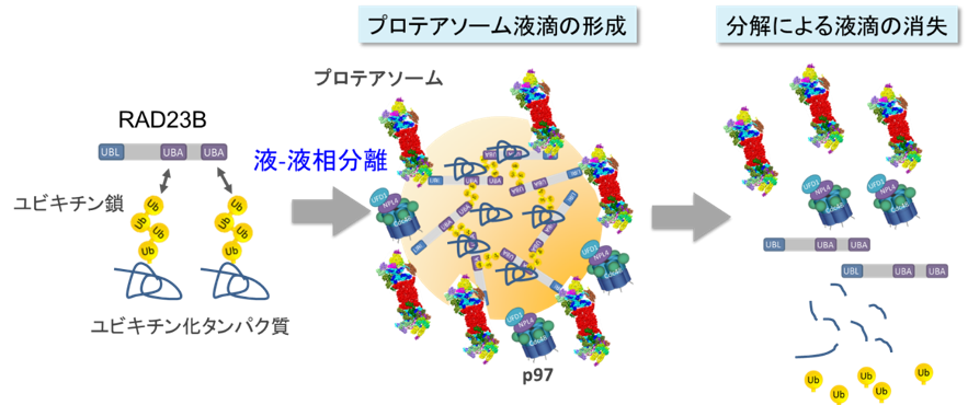 図2. 液-液相分離を介したタンパク質分解のモデル