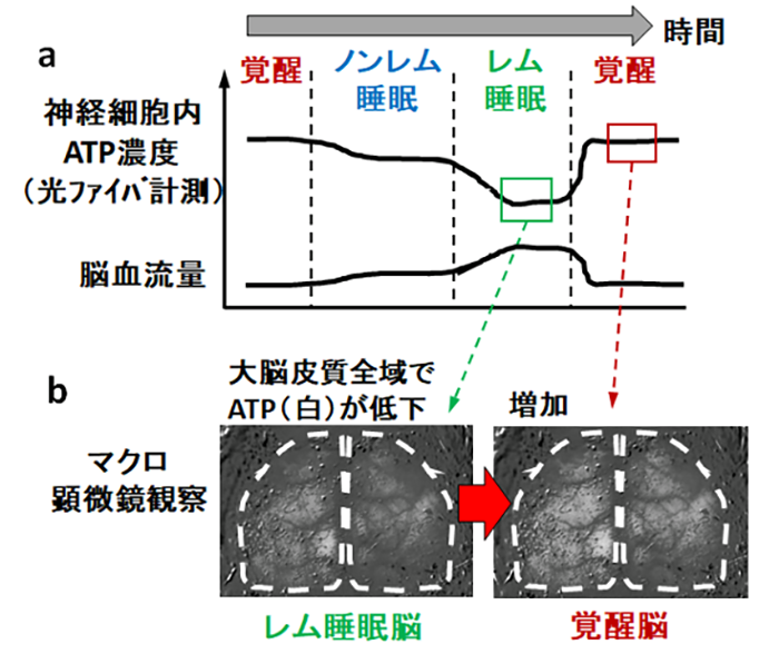 図1.