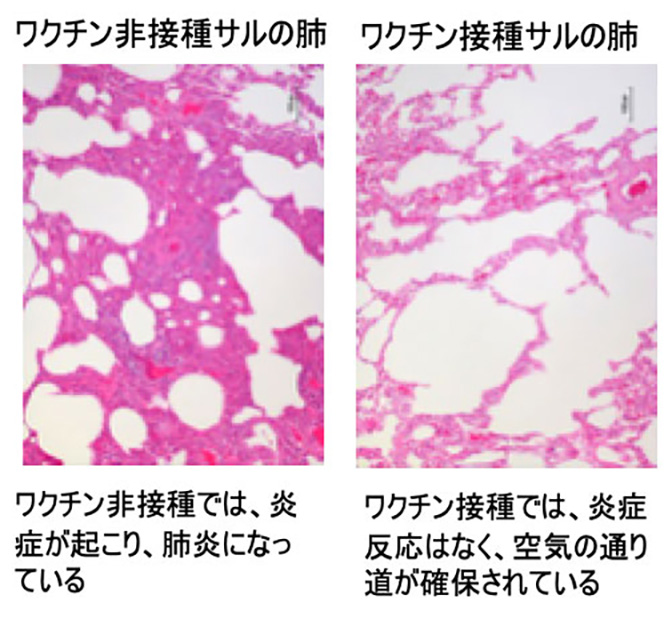 カニクイザルを用いたワクチン有効性・安全性の評価