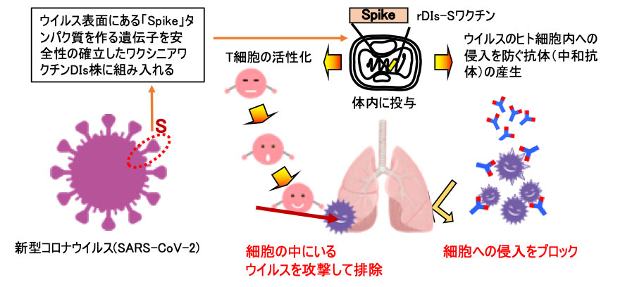 安全性に配慮したワクシニアウイルスベクターワクチンの開発