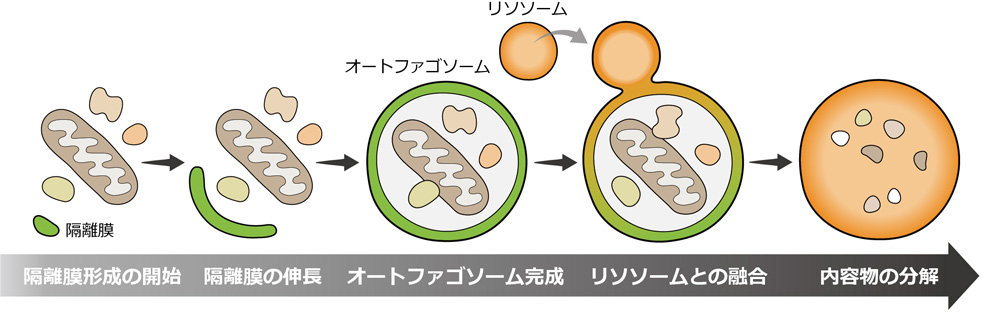 図1