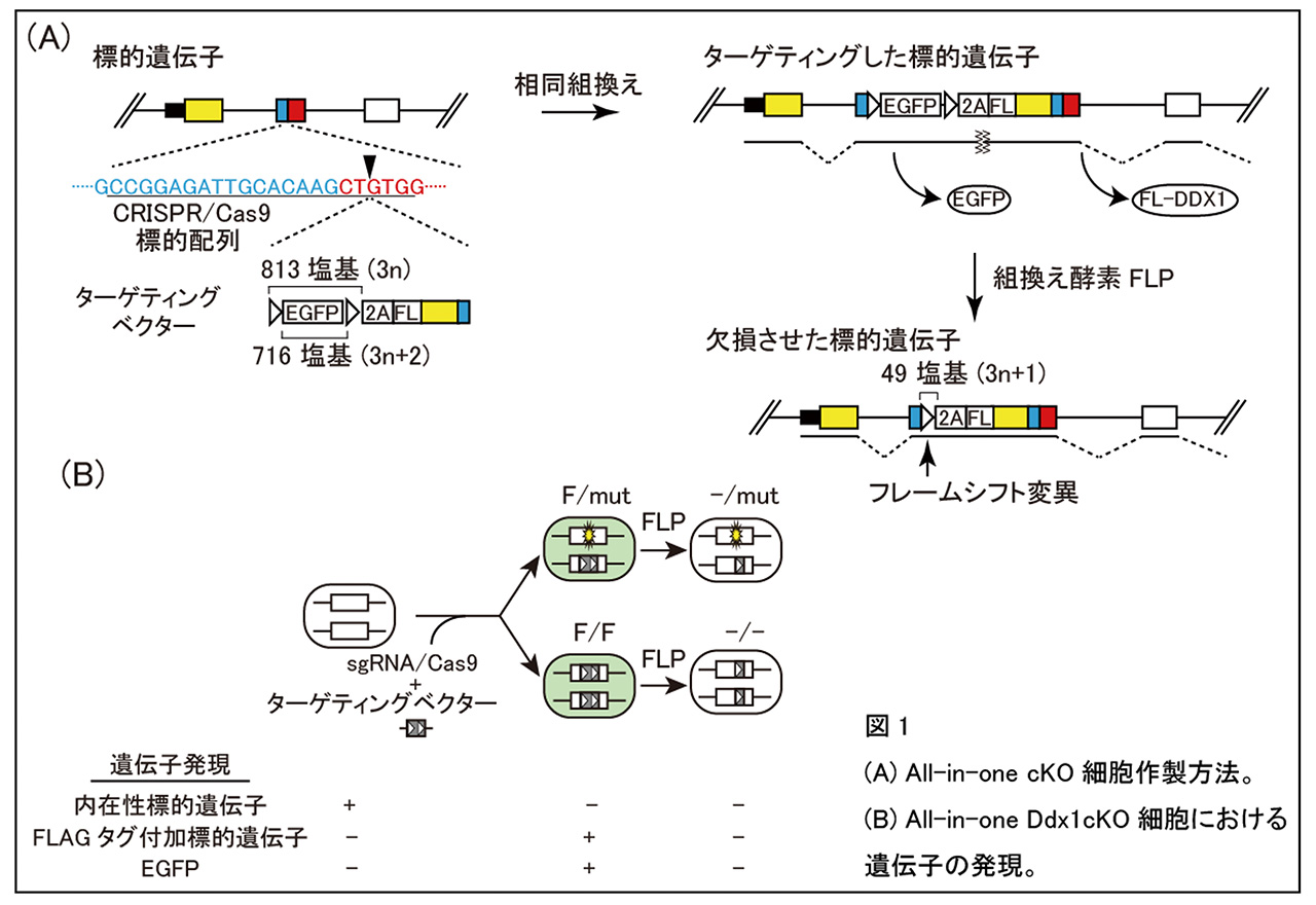 fig1