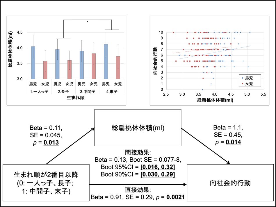 図1：生まれ順と向社会性との関連に対する扁桃体体積の媒介効果