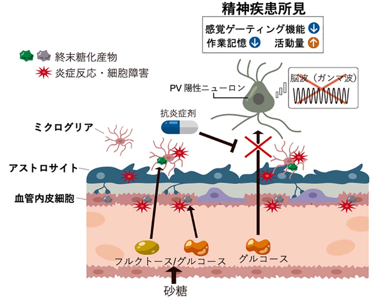 図1 糖タンパク質の局在とは異なる細胞質に存在するNGLY1とFBS2細胞の模式図