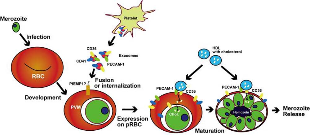 マラリア原虫によるコレステロール取り込み機構のモデル図