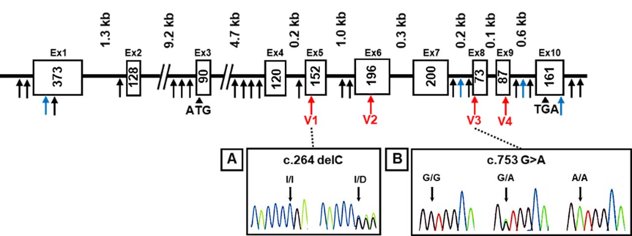 Figure 1: DNA sequence chromatograms