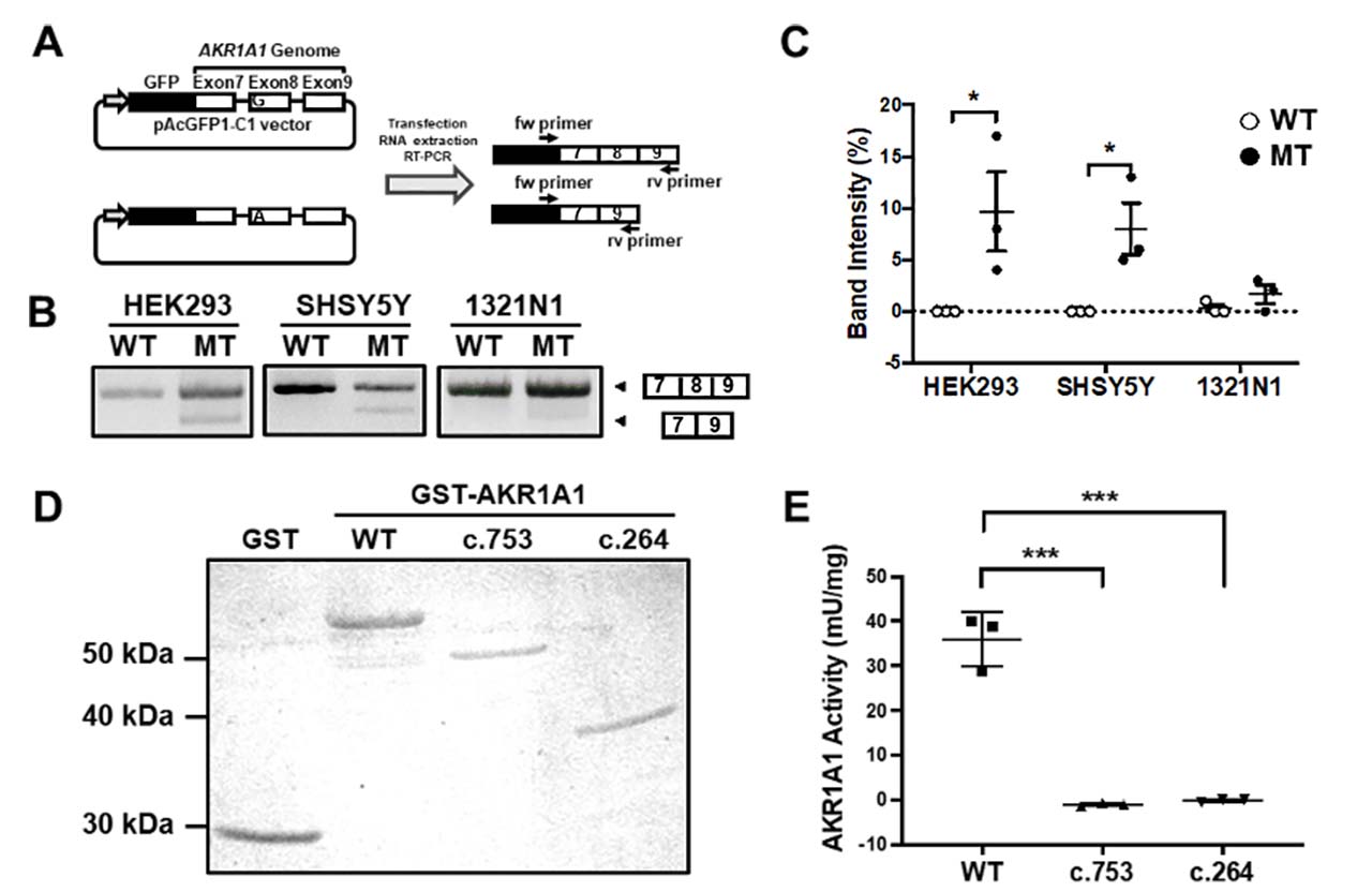 Figure 2: Exon skipping induced by the c.753G>A variant in AKR1A1