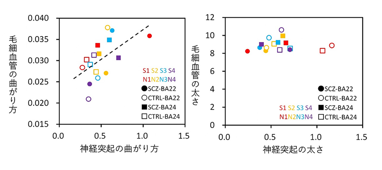 図3.血管（縦軸）と神経突起（横軸）の構造の関係