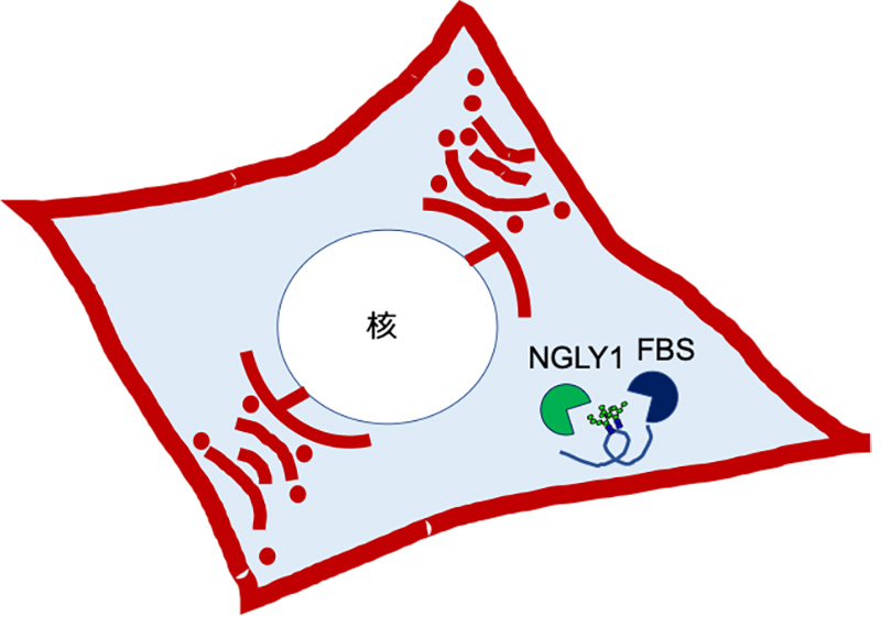 図1 糖タンパク質の局在とは異なる細胞質に存在するNGLY1とFBS2細胞の模式図