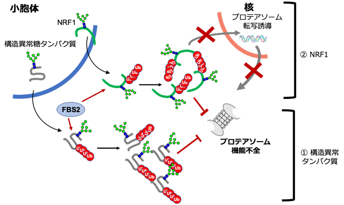 図3 NGLY1がない状態でFBS2がプロテアソームを機能不全にするメカニズム