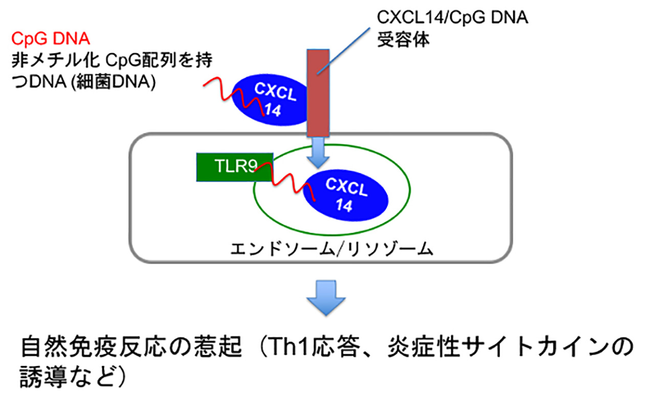 図1.CXCL14とCpG DNAの自然免疫活性化のメカニズム