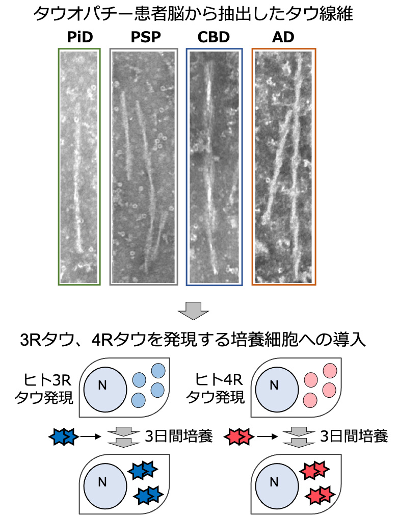 図1.タウオパチー患者脳由来タウ線維を用いたタウ凝集モデル