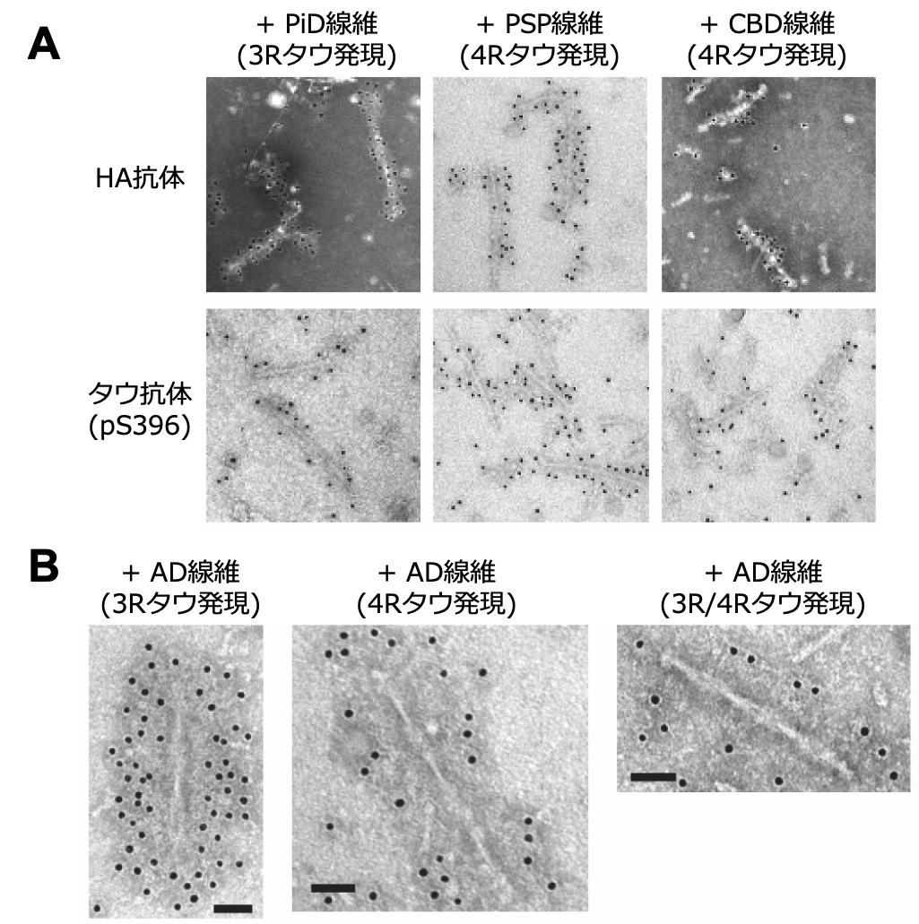 図2.CpG DNAとCXCL14の結合様式のシミュレーション