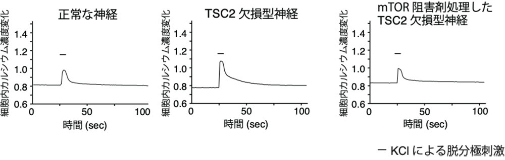 図1.TSC2欠損型神経細胞の脱分極刺激による細胞内カルシウム濃度変化