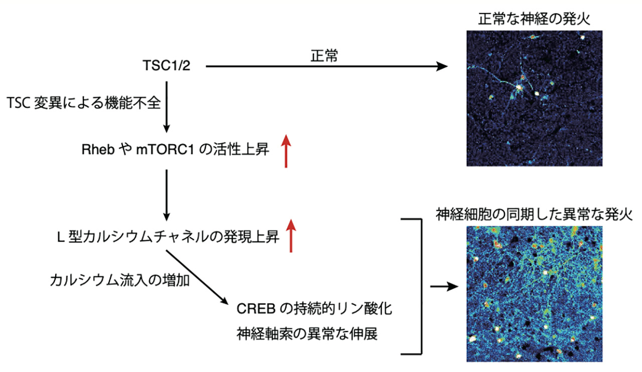 図2.今回の研究で明らかになった成果の概要