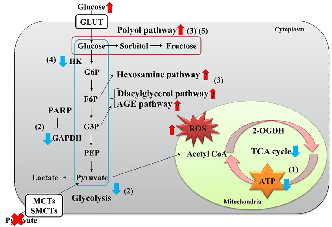 高グルコース・外因性ピルビン酸欠乏環境下におけるシュワン細胞の代謝変化