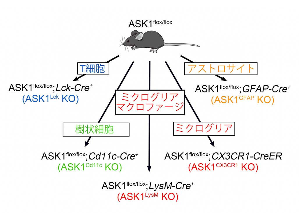 図1: 5種類の細胞種特異的なASK1欠損マウスの作製