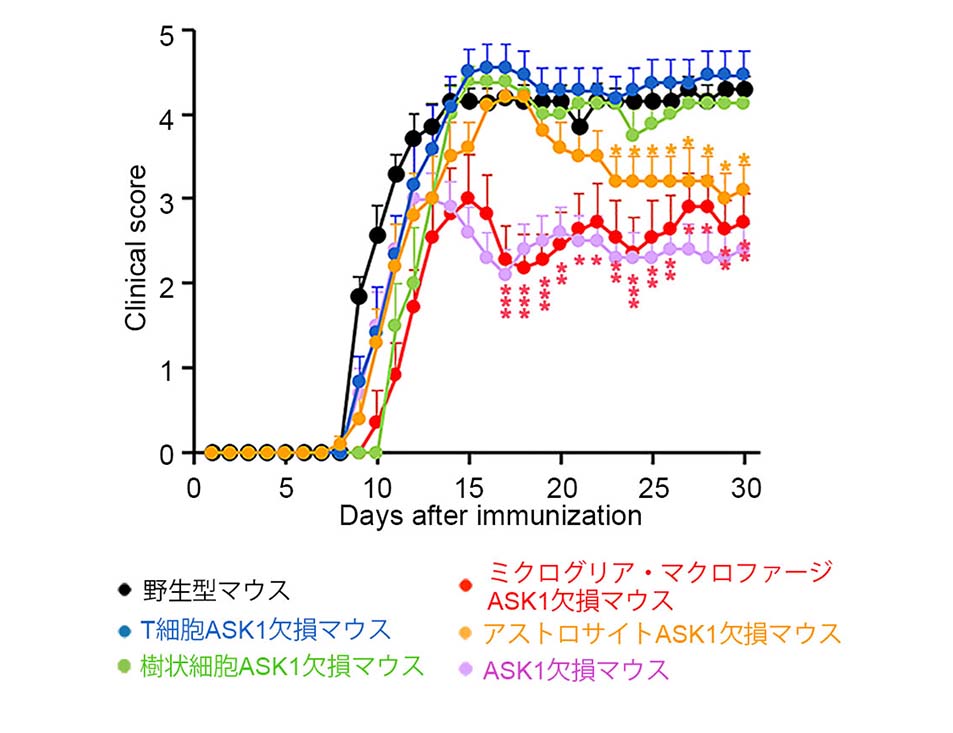 図2: ミクログリアおよびアストロサイト特異的なASK1欠損マウスにおけるEAEの軽症化