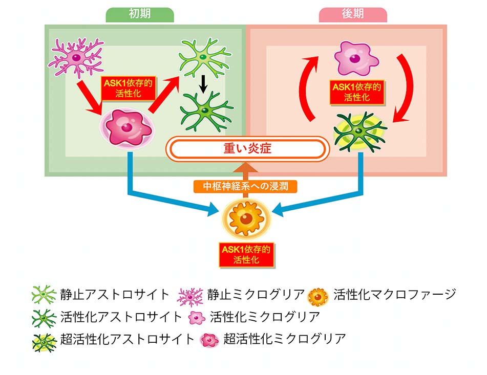 図3: EAE におけるミクログリアーアストロサイト間の相互作用のまとめ