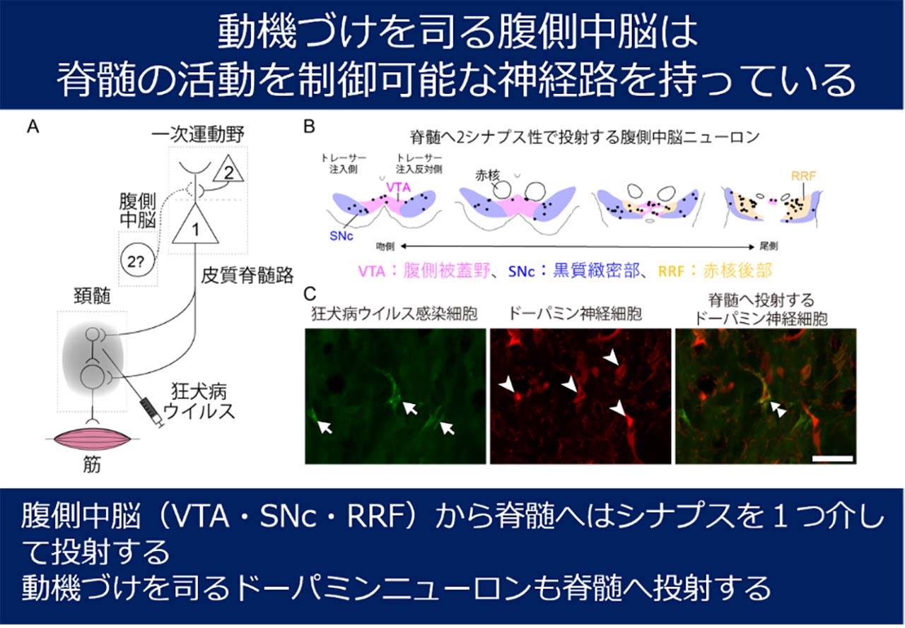 図1: 脊髄へ越シナプスで投射する腹側中脳ニューロン