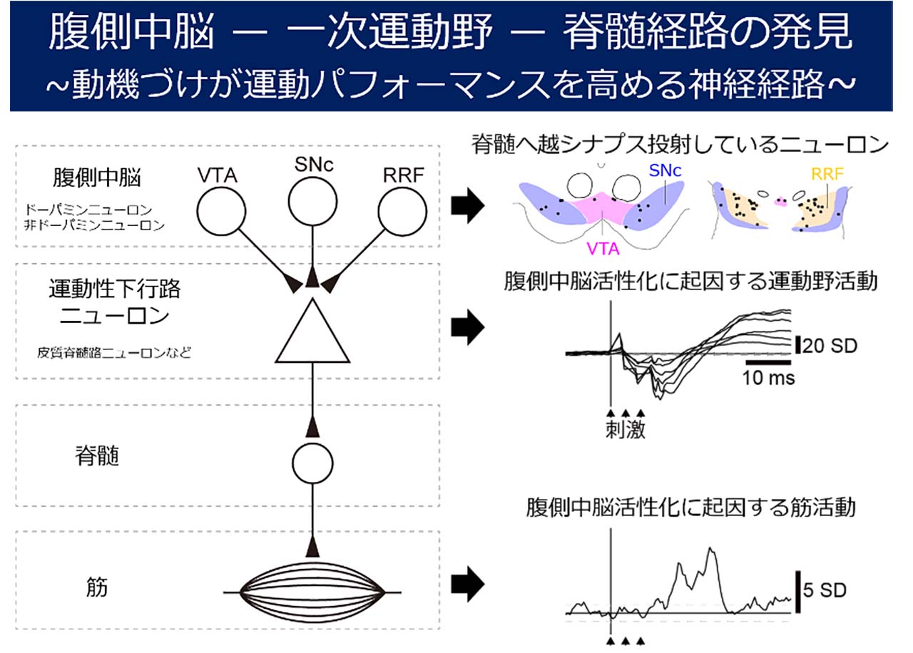 図2: 腹側中脳の活性化は運動野と筋の活動を誘発