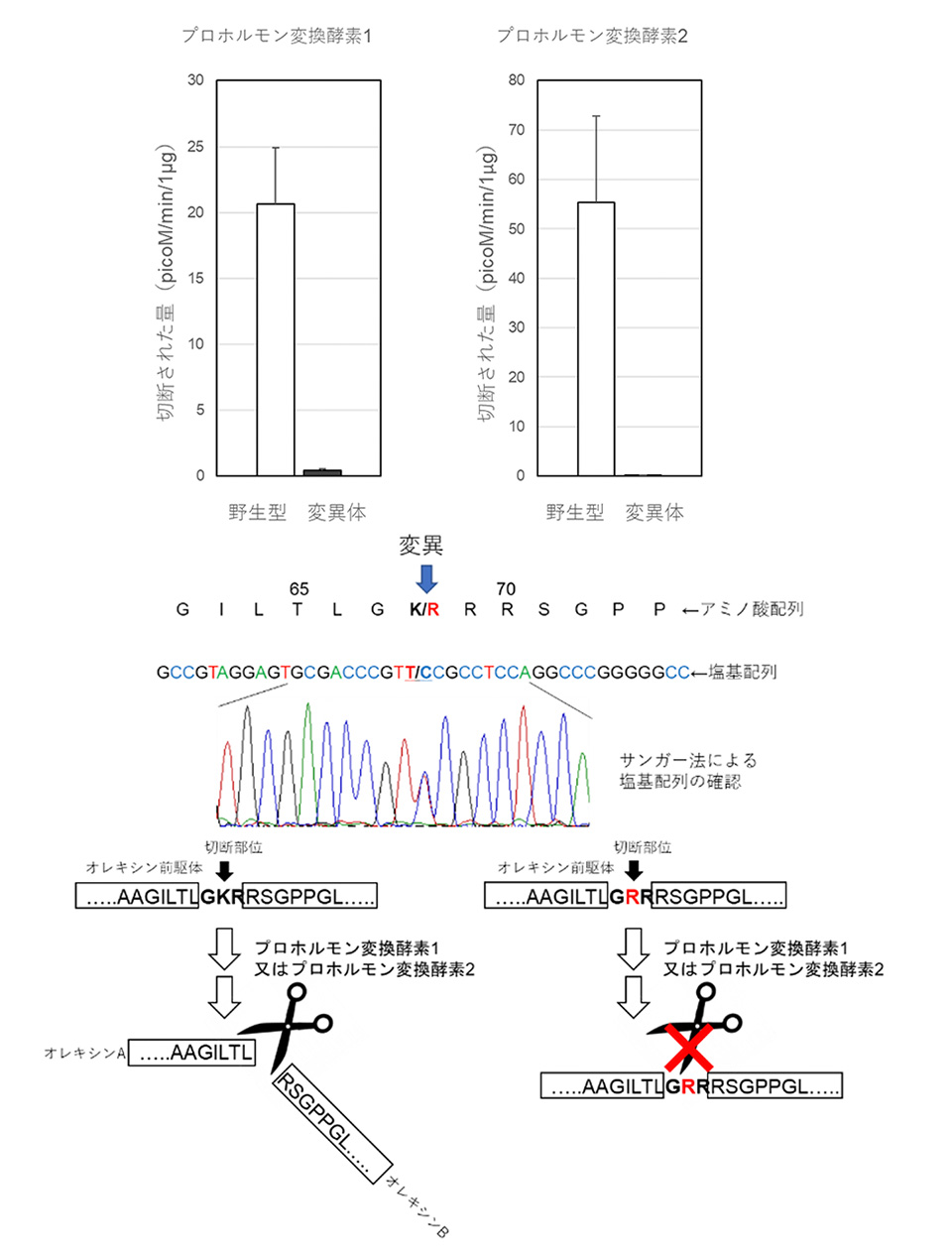 図1:変異体と野生型のオレキシン前駆体ペプチド断片における切断効率の結果〜