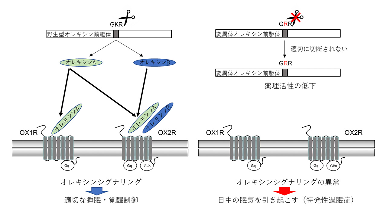 図3: 同定した変異の機能的影響に関する概要図