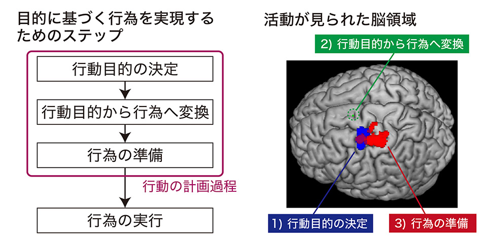 図3: 行動の計画過程と活動が見られた脳領域