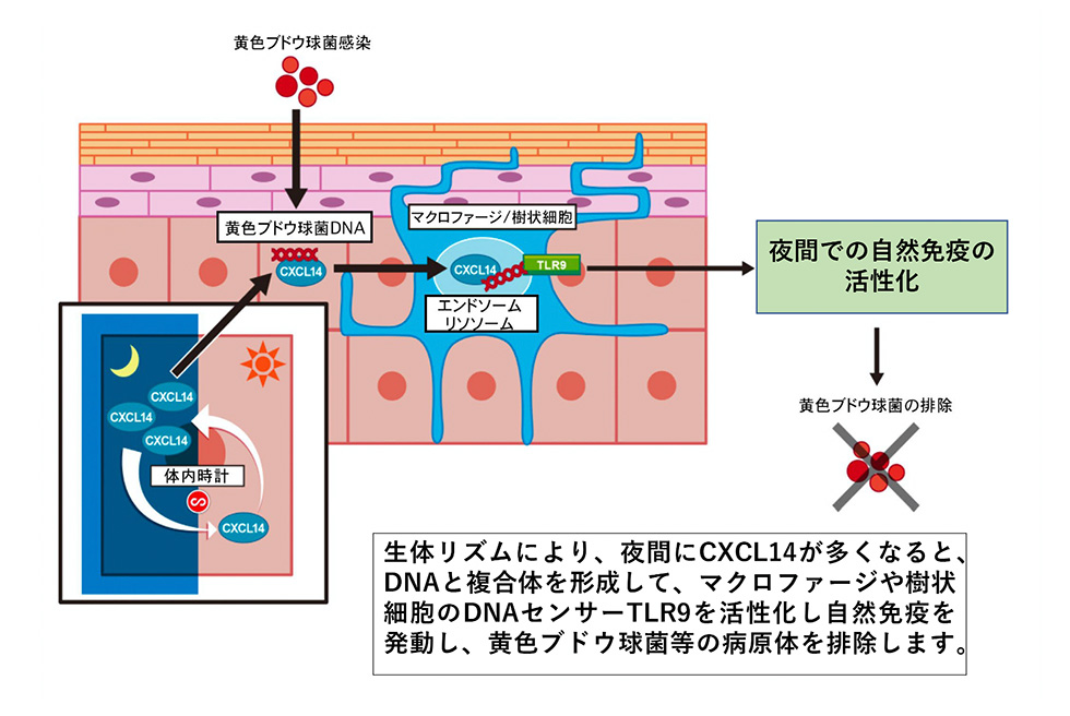 体内時計は夜間に自然免疫を発動 ―皮膚ケモカインによる自然免疫機構―