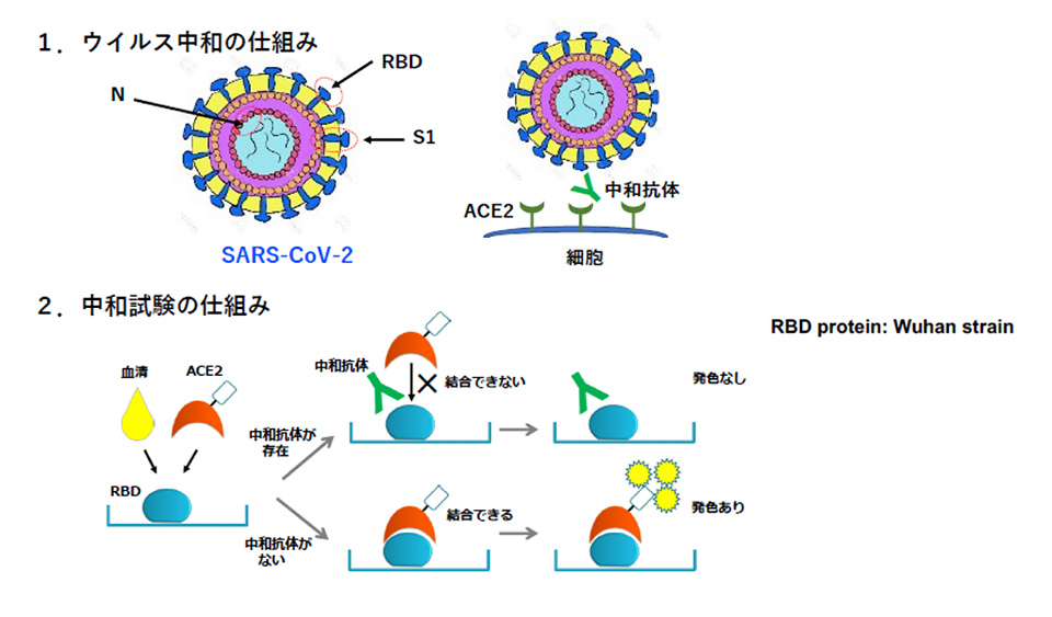 SARS-CoV-2と中和抗体測定